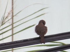 Crithagra tristriata