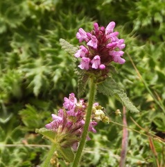 Betonica hirsuta