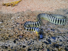 Hydrophis curtus
