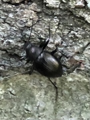 Meracantha contracta