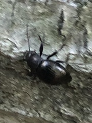 Meracantha contracta