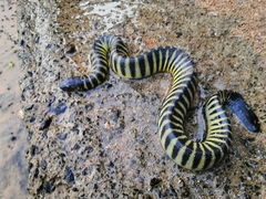 Hydrophis curtus
