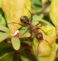 Iberoformica subrufa