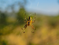 Neoscona adianta