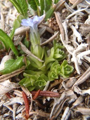 Gentiana prostrata