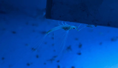 Maccaffertium terminatum