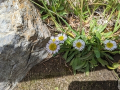 Erigeron alpinus