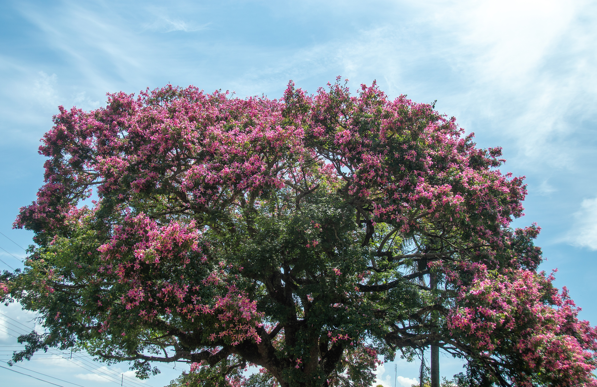 Ceiba speciosa
