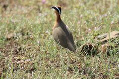 Cursorius coromandelicus