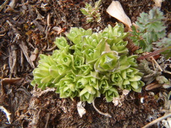 Gentiana prostrata