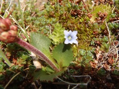 Gentiana prostrata
