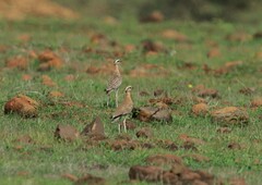 Cursorius coromandelicus