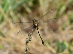 Aphylla angustifolia