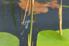 Erythromma najas
