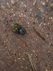 Gymnopleurus miliaris