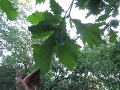 Quercus dentata dentata