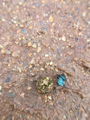Gymnopleurus miliaris