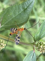 Stenobracon nicevillei