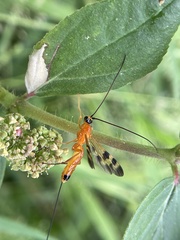 Stenobracon nicevillei