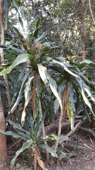 Dracaena aletriformis