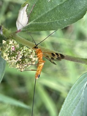 Stenobracon nicevillei