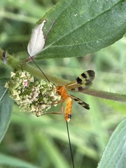 Stenobracon nicevillei