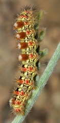 Orgyia dubia