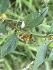 Stenobracon nicevillei