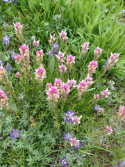 Castilleja lemmonii