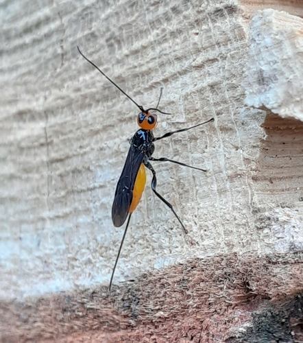 Coeloides bostrichorum