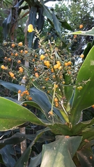 Dracaena aletriformis