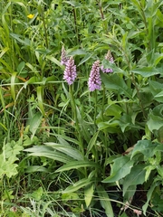 Dactylorhiza fuchsii
