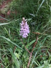 Dactylorhiza fuchsii