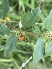 Stenobracon nicevillei