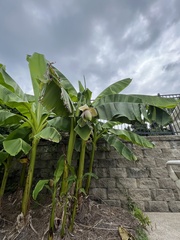 Musa basjoo