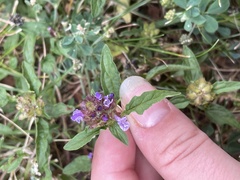 Prunella vulgaris