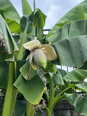 Musa basjoo