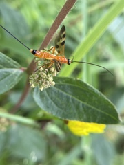 Stenobracon nicevillei