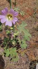 Alcea dissecta