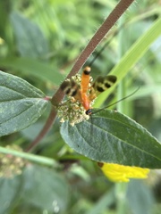 Stenobracon nicevillei