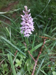 Dactylorhiza fuchsii