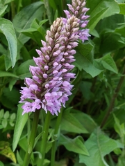 Dactylorhiza fuchsii