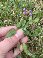Prunella vulgaris
