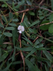 Tephrosia pumila