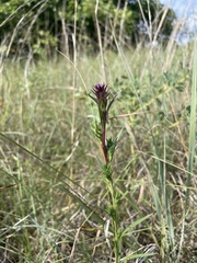 Liatris squarrosa