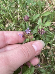 Prunella vulgaris