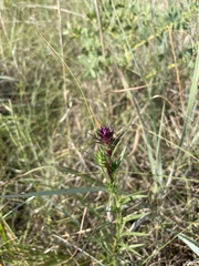 Liatris squarrosa