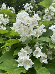 Catalpa speciosa