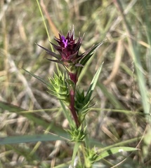 Liatris squarrosa
