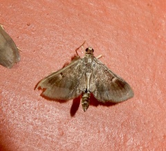 Almonia